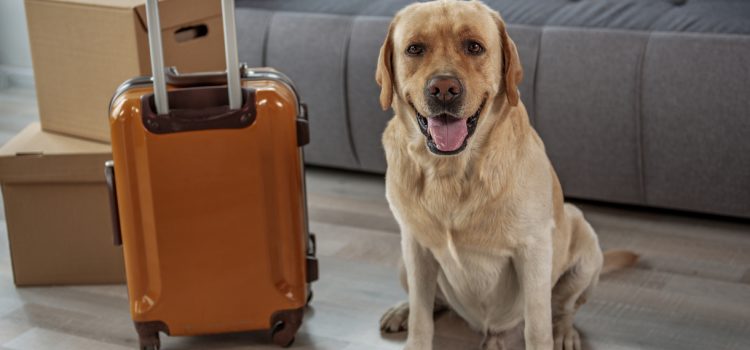 Things you should know if you are moving with pets