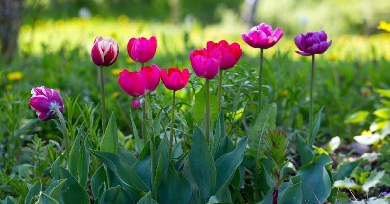 Correct Temperature For Tulips