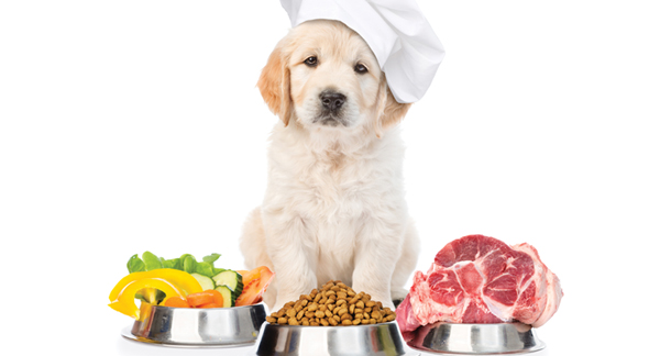 Homemade Dog Food Recipes for the Holidays