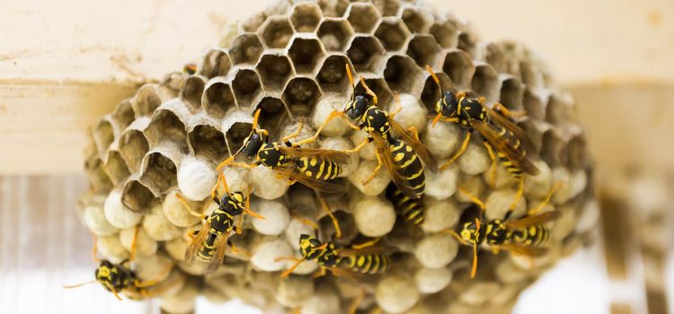 The Destruction of the 8 Wasp Nests: Pest Control’s Honest