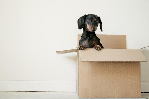 Tips for Settling Into Your New Home After Your Move 